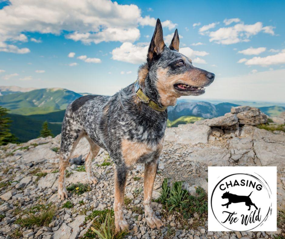 Unleashing the Benefits: How Pack Hikes Enrich the Lives of Dogs